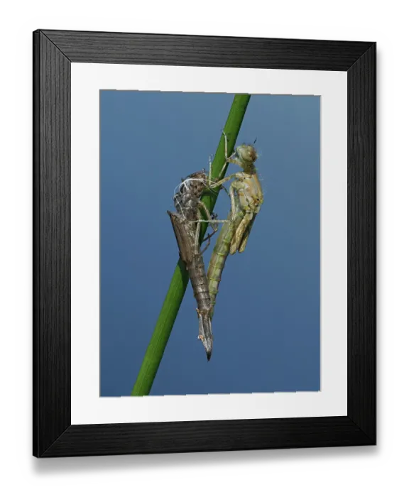 Framed Print : Azure damselfly Emerging (Coenagrion puella) adult just emerged from larval case on Sedge stem, East Sussex, England, UK. May. Focus stacked Framed Print : Azure damselfly Emerging (Coenagrion puella) adult just emerged from larval case on Sedge stem, East Sussex, England, UK. May. Focus stacked