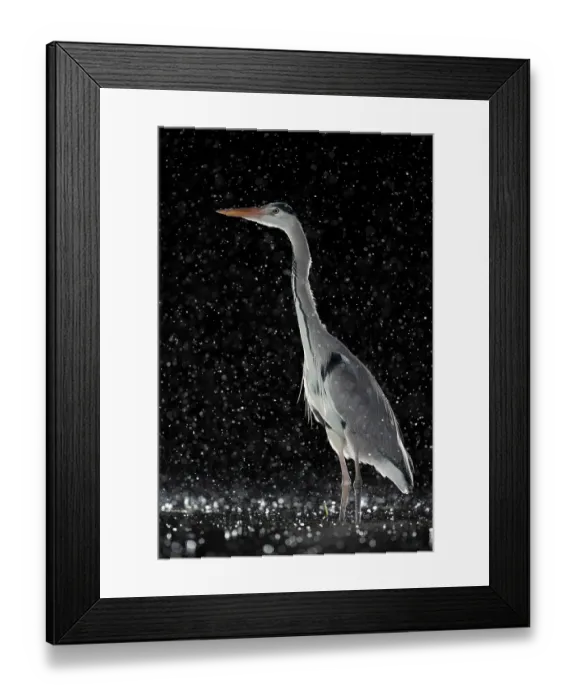 Framed Print : Grey heron (Ardea cinerea) standing in pond at night in the rain, near Bourne, Lincolnshire, UK. January Framed Print : Grey heron (Ardea cinerea) standing in pond at night in the rain, near Bourne, Lincolnshire, UK. January