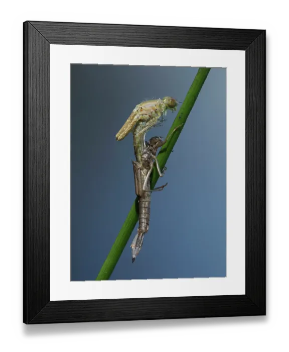 Framed Print : Azure damselfly (Coenagrion puella) emerging from larval case on Sedge stem, East Sussex, England, UK. May. Focus stacked Framed Print : Azure damselfly (Coenagrion puella) emerging from larval case on Sedge stem, East Sussex, England, UK. May. Focus stacked