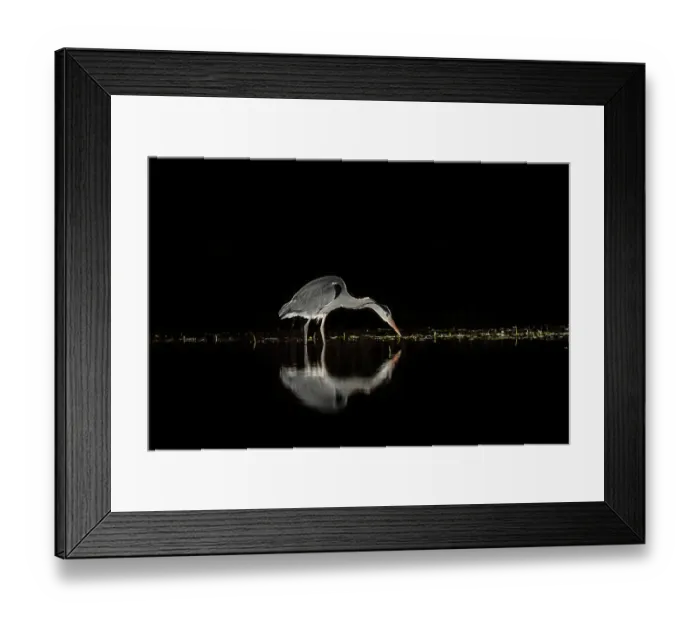 Framed Print : Grey heron (Ardea cinerea) fishing in pond at night, near Bourne, Lincolnshire, UK. January