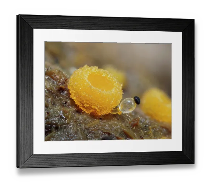 Framed Print : Ting cup fungi (Cheilymenia granulata) and Dung cannon (Pilobolus sp.) growing side by side on cow dung, Buckinghamshire, England, UK. June. Focus stacked Framed Print : Ting cup fungi (Cheilymenia granulata) and Dung cannon (Pilobolus sp.) growing side by side on cow dung, Buckinghamshire, England, UK. June. Focus stacked