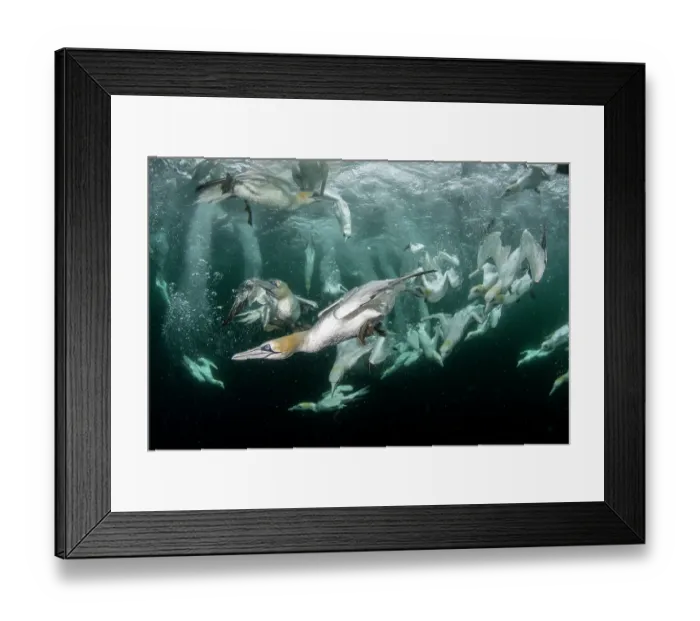 Framed Print : Northern gannets (Morus bassanus) diving underwater to feed on discarded fish, Noss National Nature Reserve, Shetland Isles, Scotland, UK, Atlantic Ocean Framed Print : Northern gannets (Morus bassanus) diving underwater to feed on discarded fish, Noss National Nature Reserve, Shetland Isles, Scotland, UK, Atlantic Ocean