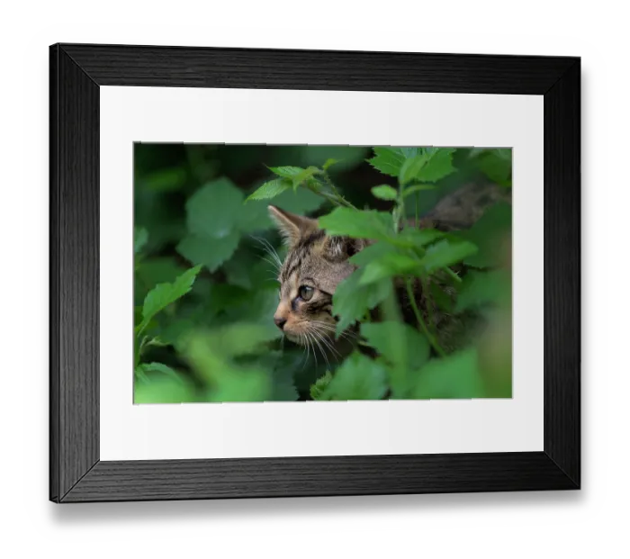 Framed Print : Scottish wildcat (Felis silvestris silvestris) kitten, cautiously peering out from undergrowth Framed Print : Scottish wildcat (Felis silvestris silvestris) kitten, cautiously peering out from undergrowth