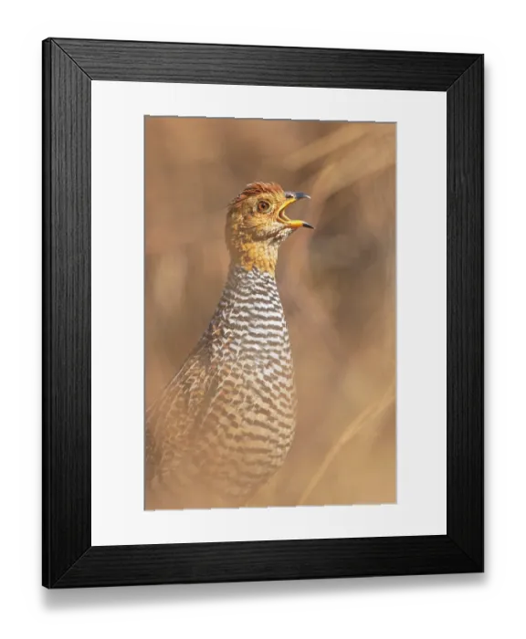 Framed Print : Coqui francolin (Peliperdix coqui) male, calling, portrait, Dinokeng Game Reserve, Gauteng, South Africa