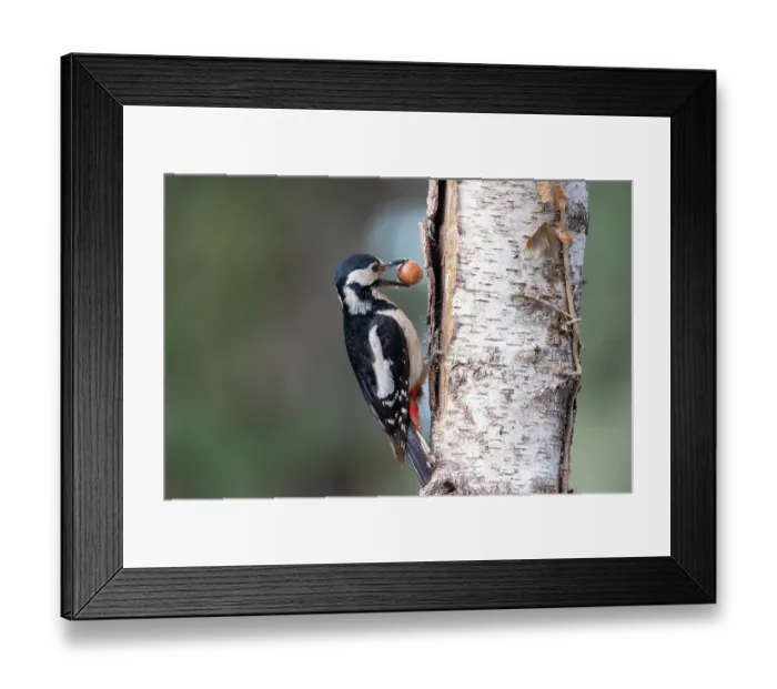 Framed Print : Great spotted woodpecker (Dendrocopos major) female, perched side of tree trunk with a nut in its beak, lle et Vilaine, Brittany, France. May Framed Print : Great spotted woodpecker (Dendrocopos major) female, perched side of tree trunk with a nut in its beak, lle et Vilaine, Brittany, France. May