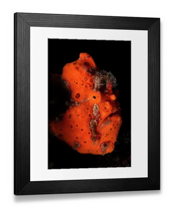 Framed Print : RF - Orange painted frogfish (Antennarius pictus) portrait, Batangas marine protected area, Luzon, Philippines, Pacific Ocean Framed Print : RF - Orange painted frogfish (Antennarius pictus) portrait, Batangas marine protected area, Luzon, Philippines, Pacific Ocean