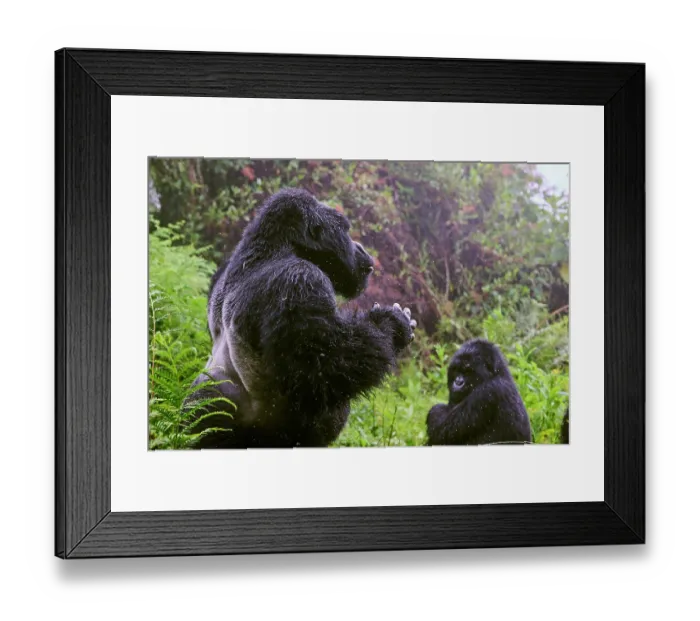 Framed Print : Mountain gorilla (Gorilla beringei) silverback male, beating chest. Member of Nyakagezi group. Mgahinga National Park, Uganda. Endangered Framed Print : Mountain gorilla (Gorilla beringei) silverback male, beating chest. Member of Nyakagezi group. Mgahinga National Park, Uganda. Endangered