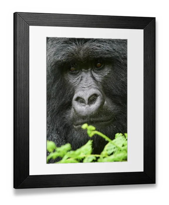Framed Print : RF - Mountain gorilla (Gorilla beringei beringei) silverback male, head portrait. Member of Nyakagezi group. Mgahinga National Park, Uganda. Endangered Framed Print : RF - Mountain gorilla (Gorilla beringei beringei) silverback male, head portrait. Member of Nyakagezi group. Mgahinga National Park, Uganda. Endangered