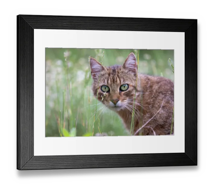 Framed Print : Feral domestic cat (Felis silvestris catus) in a meadow, portrait, Aude, France. June Framed Print : Feral domestic cat (Felis silvestris catus) in a meadow, portrait, Aude, France. June