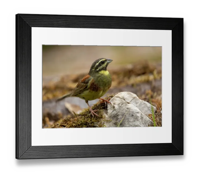 Framed Print : Cirl bunting (Emberiza cirlu) male, perched on a stone, Aude, France. June Framed Print : Cirl bunting (Emberiza cirlu) male, perched on a stone, Aude, France. June