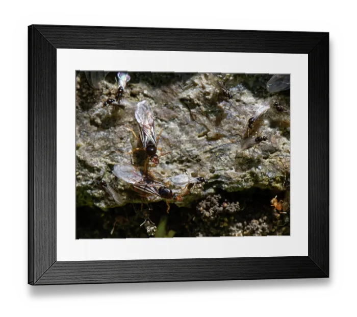 Framed Print : Yellow meadow ants (Lasius flavus) winged male alates and larger female alates or queens gathering on a stone garden wall on a warm summer day Framed Print : Yellow meadow ants (Lasius flavus) winged male alates and larger female alates or queens gathering on a stone garden wall on a warm summer day