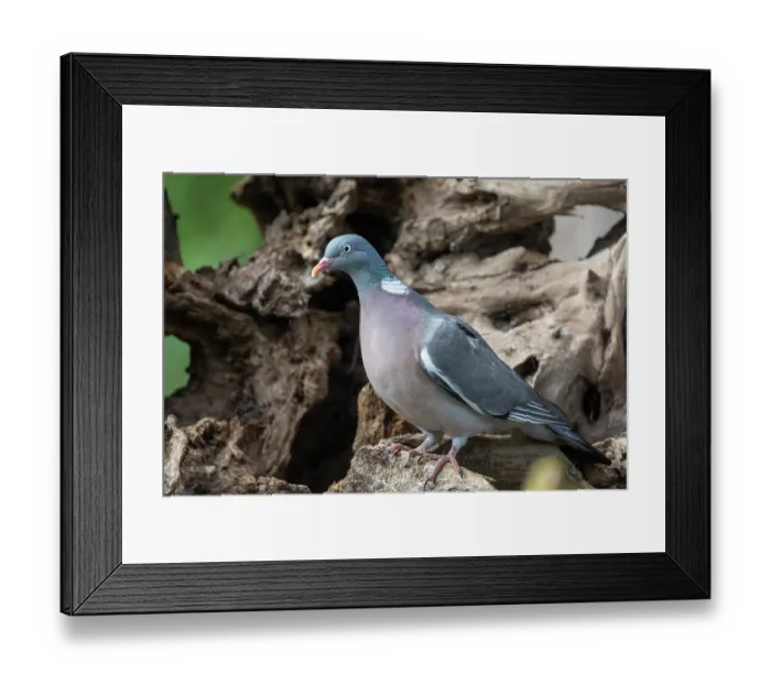 Framed Print : Common wood pigeon (Columba palumbus) perched on a stump in undergrowth, lle et Vilaine, Brittany, France. May Framed Print : Common wood pigeon (Columba palumbus) perched on a stump in undergrowth, lle et Vilaine, Brittany, France. May