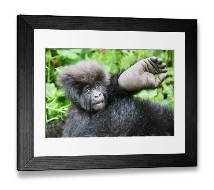 Framed Print : Mountain gorilla (Gorilla beringei beringei) infant holding its mother's foot, Volcanoes National Park, Rwanda. Endangered Framed Print : Mountain gorilla (Gorilla beringei beringei) infant holding its mother's foot, Volcanoes National Park, Rwanda. Endangered