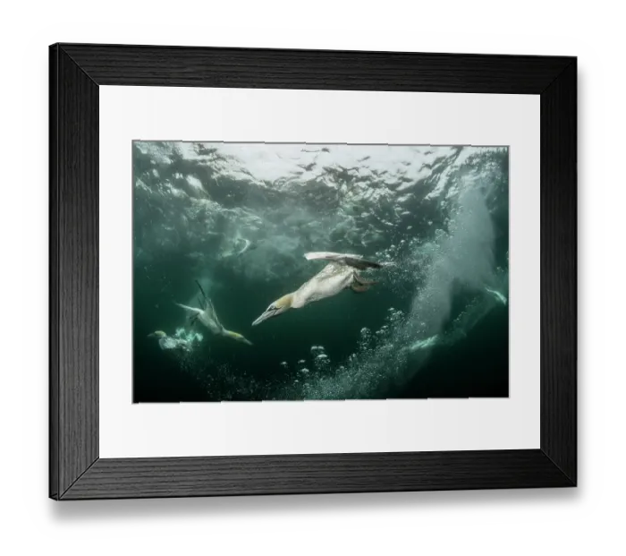 Framed Print : Northern gannets (Morus bassanus) diving underwater to feed on discarded fish, Noss National Nature Reserve, Shetland Isles, Scotland, UK, Atlantic Ocean Framed Print : Northern gannets (Morus bassanus) diving underwater to feed on discarded fish, Noss National Nature Reserve, Shetland Isles, Scotland, UK, Atlantic Ocean