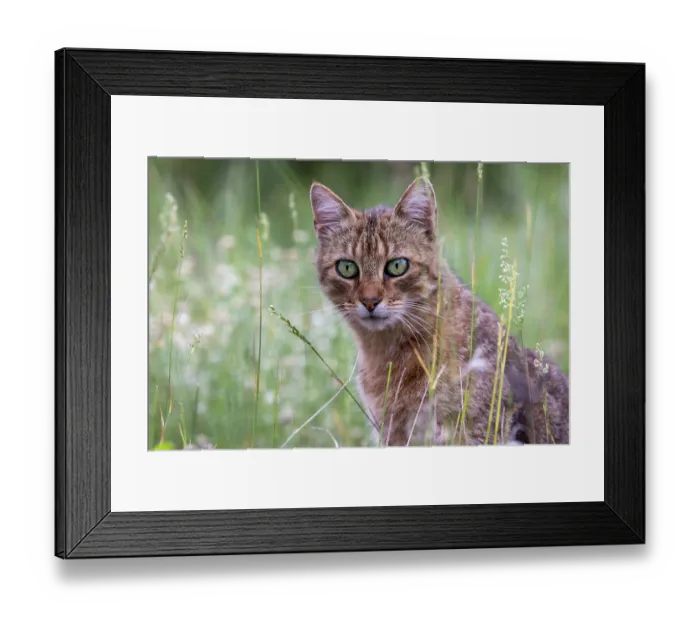 Framed Print : Feral domestic cat (Felis silvestris catus) in a meadow, portrait, Aude, France. June Framed Print : Feral domestic cat (Felis silvestris catus) in a meadow, portrait, Aude, France. June