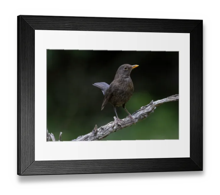 Framed Print : Blackbird (Turdus merula) female, perched on a branch, Aude, France. June Framed Print : Blackbird (Turdus merula) female, perched on a branch, Aude, France. June
