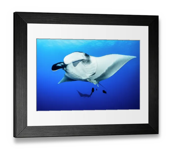 Framed Print : RF - Giant oceanic manta (Mobula birostris) with Remoras (Remora remora) swimming beneath and another Manta swimming behind, Revillagigedo Islands, Mexico