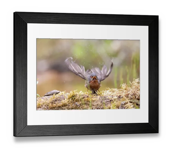 Framed Print : Western subalpine warbler (Curruca iberiae) male, drying its wings after bathing, Aude France. June Framed Print : Western subalpine warbler (Curruca iberiae) male, drying its wings after bathing, Aude France. June