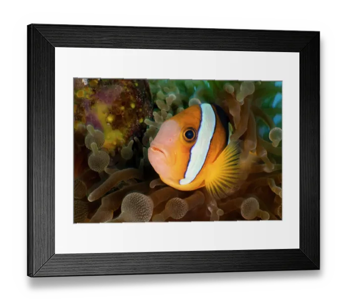 Framed Print : RF - Clark's anemonefish (Amphiprion clarkii) guarding its developing eggs, laid on a rock next to its home in a Bulb tentacle sea anemone (Entacmaea quadricolor) Framed Print : RF - Clark's anemonefish (Amphiprion clarkii) guarding its developing eggs, laid on a rock next to its home in a Bulb tentacle sea anemone (Entacmaea quadricolor)