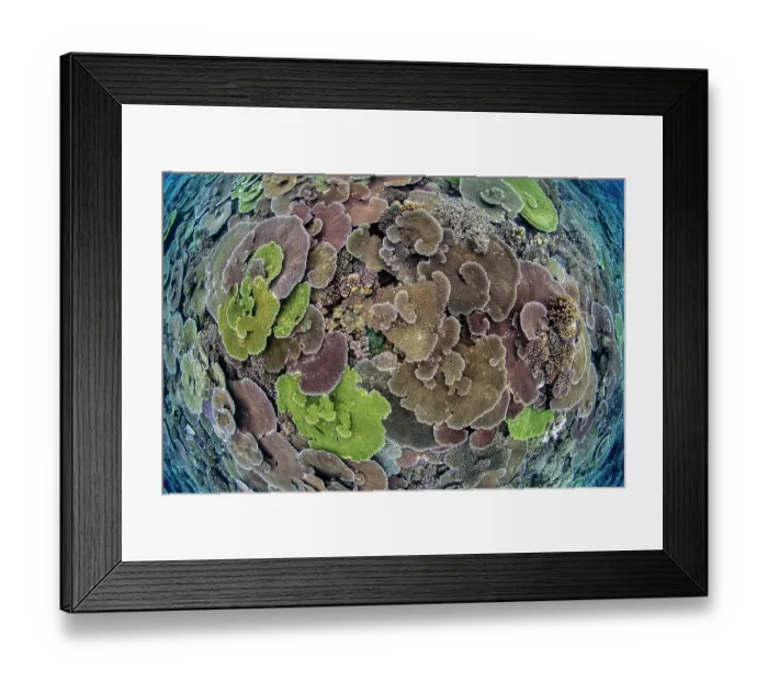 Framed Print : RF - Looking down on the top of a submerged reef covered in Corals (Acropora sp)