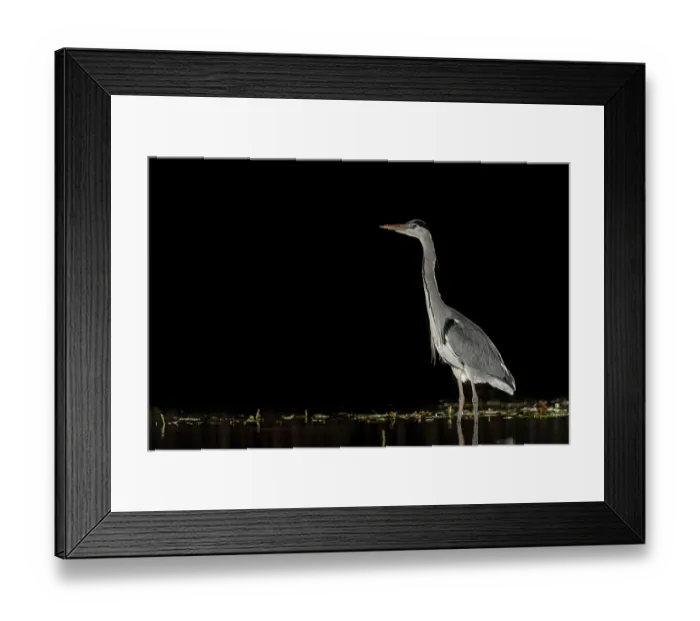 Framed Print : Grey heron (Ardea cinerea) standing in pond at night, near Bourne, Lincolnshire, UK. January Framed Print : Grey heron (Ardea cinerea) standing in pond at night, near Bourne, Lincolnshire, UK. January