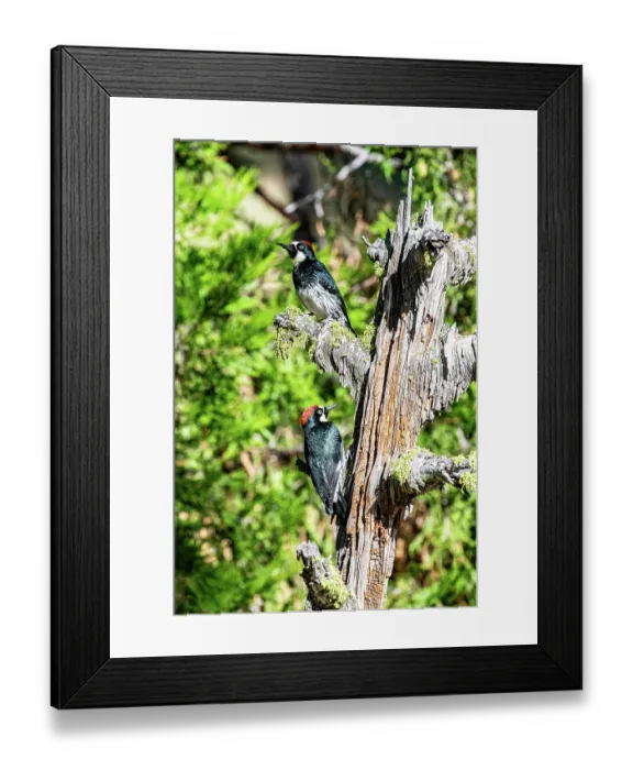 Framed Print : Two Acorn woodpeckers (Melanerpes formicivorus) perched on dead tree trunk, California, USA. September