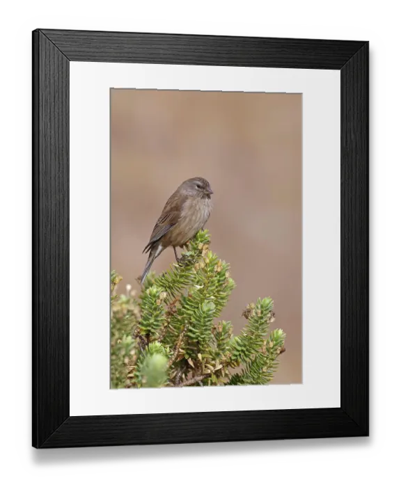 Framed Print : Drakensberg siskin (Serinus symonsi) female, perched in tree, Naude's Nek, Eastern Cape, South Africa Framed Print : Drakensberg siskin (Serinus symonsi) female, perched in tree, Naude's Nek, Eastern Cape, South Africa