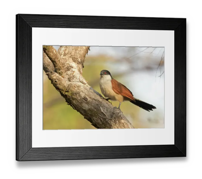 Framed Print : Senegal coucal (Centropus senegalensis) perched in tree, Benoue National Park, Cameroon Framed Print : Senegal coucal (Centropus senegalensis) perched in tree, Benoue National Park, Cameroon