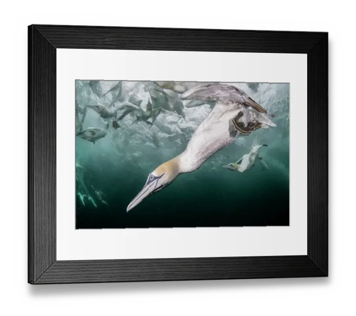 Framed Print : Northern gannets (Morus bassanus) diving underwater to feed on discarded fish, Noss National Nature Reserve, Shetland Isles, Scotland, UK, Atlantic Ocean Framed Print : Northern gannets (Morus bassanus) diving underwater to feed on discarded fish, Noss National Nature Reserve, Shetland Isles, Scotland, UK, Atlantic Ocean
