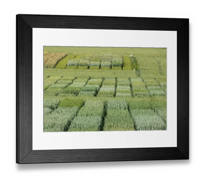 Framed Print : Wheat crop trial at INRAE RENNES (National Research Institute for Agriculture, Food and the Environment) in Le Rheu, different varieties with control plots, Ille et Vilaine Framed Print : Wheat crop trial at INRAE RENNES (National Research Institute for Agriculture, Food and the Environment) in Le Rheu, different varieties with control plots, Ille et Vilaine