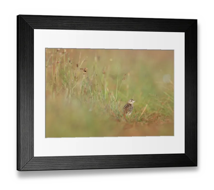 Framed Print : Rudd's lark (Heteromirafra ruddi) standing in grassland habitat, Wakkerstroom Mpumalanga, South Africa. Endangered Framed Print : Rudd's lark (Heteromirafra ruddi) standing in grassland habitat, Wakkerstroom Mpumalanga, South Africa. Endangered