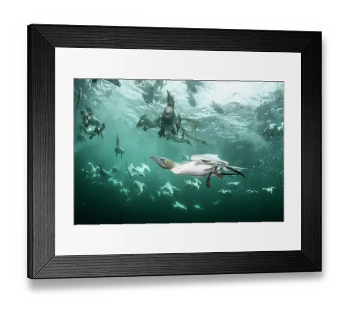 Framed Print : Northern gannets (Morus bassanus) diving underwater to feed on discarded fish, Noss National Nature Reserve, Shetland Isles, Scotland, UK, Atlantic Ocean Framed Print : Northern gannets (Morus bassanus) diving underwater to feed on discarded fish, Noss National Nature Reserve, Shetland Isles, Scotland, UK, Atlantic Ocean