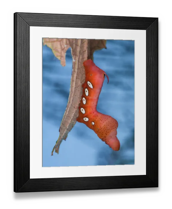 Framed Print : Pandorus sphinx moth (Eumorpha pandorus) caterpillar resting on a Concord grape leaf (Vitis labrusca Concord') in a garden, Woodstock, New York, USA. October Framed Print : Pandorus sphinx moth (Eumorpha pandorus) caterpillar resting on a Concord grape leaf (Vitis labrusca Concord') in a garden, Woodstock, New York, USA. October
