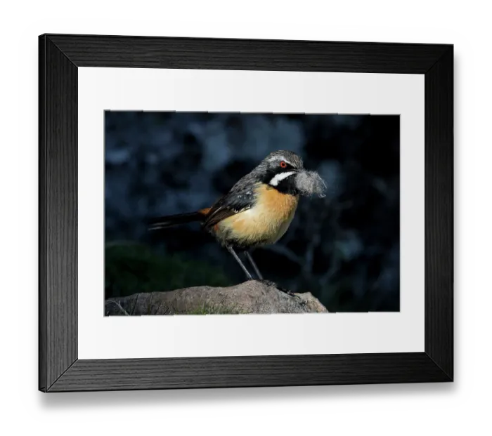 Framed Print : Drakensberg rockjumper (Chaetops aurantius) male, perched on rock with nesting material in beak, Sani Pass, Lesotho Framed Print : Drakensberg rockjumper (Chaetops aurantius) male, perched on rock with nesting material in beak, Sani Pass, Lesotho