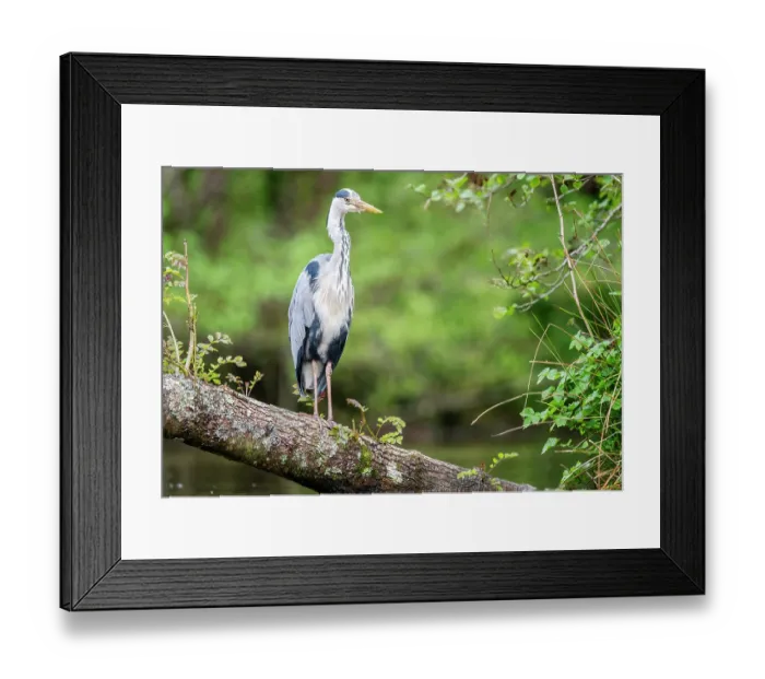 Framed Print : Grey heron (Ardea cinerea) perched on tree submerged in pond, near Bickleigh, Devon, UK. May Framed Print : Grey heron (Ardea cinerea) perched on tree submerged in pond, near Bickleigh, Devon, UK. May