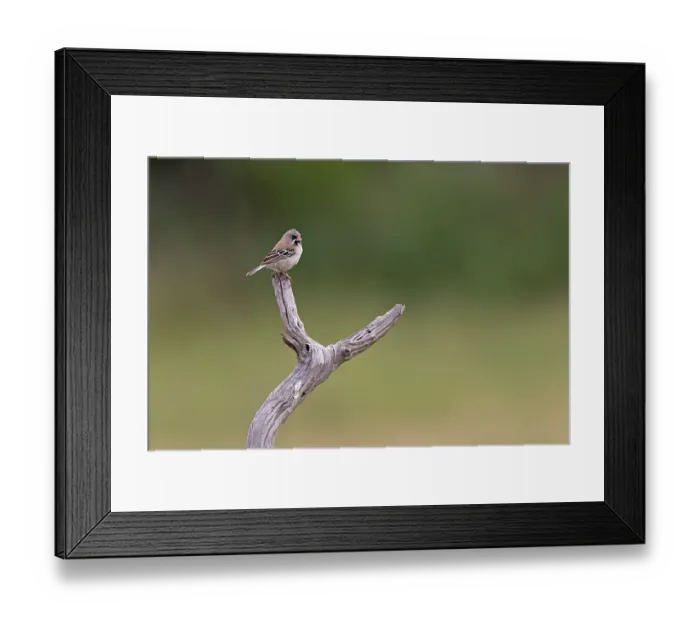 Framed Print : Scaly-feathered finch (Sporopipes squamifrons) perched on a branch, Kgomo Kgomo, North West Province, South Africa Framed Print : Scaly-feathered finch (Sporopipes squamifrons) perched on a branch, Kgomo Kgomo, North West Province, South Africa