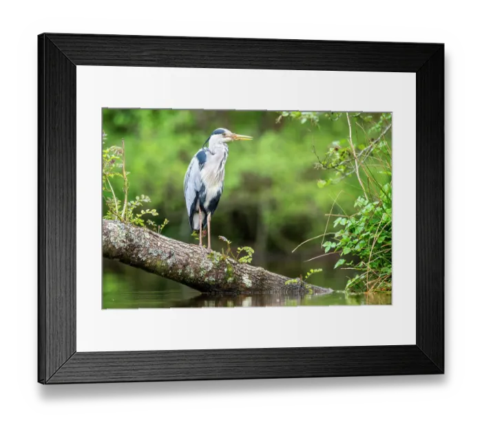 Framed Print : Grey heron (Ardea cinerea) perched on tree submerged in pond, near Bickleigh, Devon, UK. May Framed Print : Grey heron (Ardea cinerea) perched on tree submerged in pond, near Bickleigh, Devon, UK. May