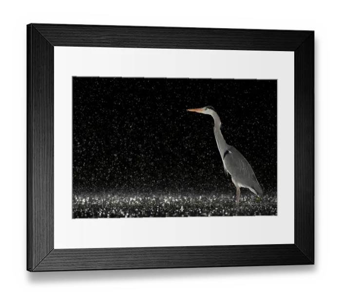Framed Print : Grey heron (Ardea cinerea) standing in pond at night in the rain, near Bourne, Lincolnshire, UK. January