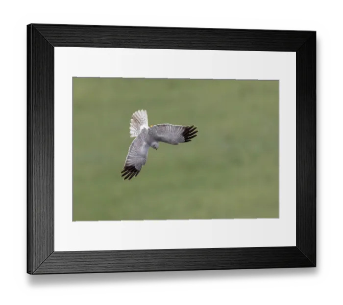 Framed Print : Hen harrier (Circus cyaneus) male, swooping down over meadow, hunting rodents, Aude France. June Framed Print : Hen harrier (Circus cyaneus) male, swooping down over meadow, hunting rodents, Aude France. June