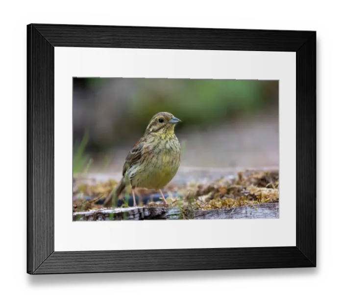Framed Print : Cirl bunting (Emberiza cirlu) female, portrait, Aude, France. June Framed Print : Cirl bunting (Emberiza cirlu) female, portrait, Aude, France. June