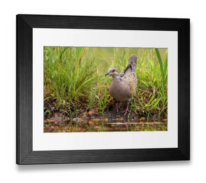 Framed Print : European turtle dove (Streptopelia turtur) standing at edge of pond, Aude, France. June Framed Print : European turtle dove (Streptopelia turtur) standing at edge of pond, Aude, France. June