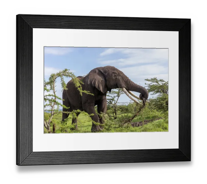 Framed Print : African elephant (Loxodonta africana) bull, feeding on vegetation on the savanna, Masai Mara National Reserve, Kenya. Endangered Framed Print : African elephant (Loxodonta africana) bull, feeding on vegetation on the savanna, Masai Mara National Reserve, Kenya. Endangered