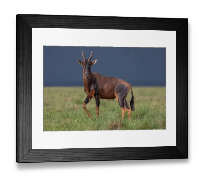 Framed Print : Topi (Damaliscus korrigum) standing in the savanna under a dark sky, Masai Mara National Reserve, Kenya Framed Print : Topi (Damaliscus korrigum) standing in the savanna under a dark sky, Masai Mara National Reserve, Kenya