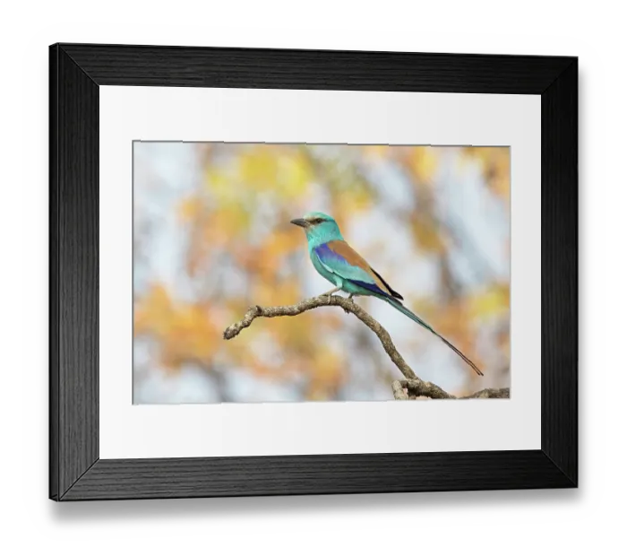 Framed Print : Abyssinian roller (Coracias abyssinicus) perched on branch, Benoue National Park, Cameroon Framed Print : Abyssinian roller (Coracias abyssinicus) perched on branch, Benoue National Park, Cameroon