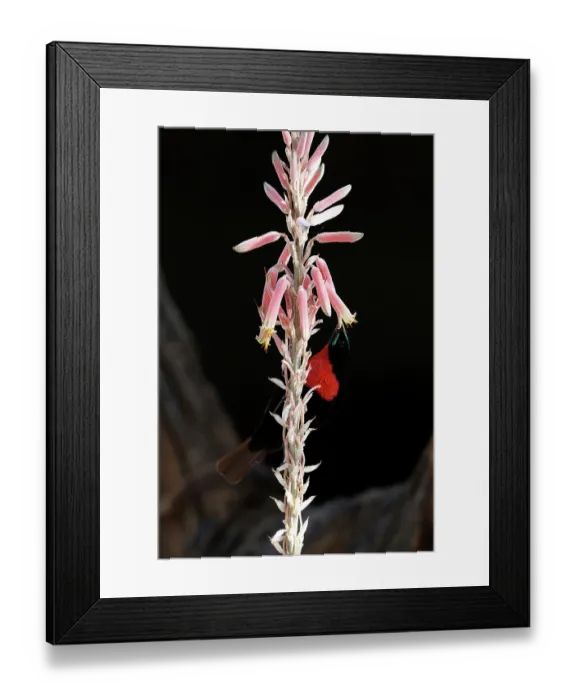 Framed Print : Amethyst sunbird (Chalcomitra amethystina) male, nectaring on pink flowers, El Karama Wilderness Conservancy, northern Kenya Framed Print : Amethyst sunbird (Chalcomitra amethystina) male, nectaring on pink flowers, El Karama Wilderness Conservancy, northern Kenya