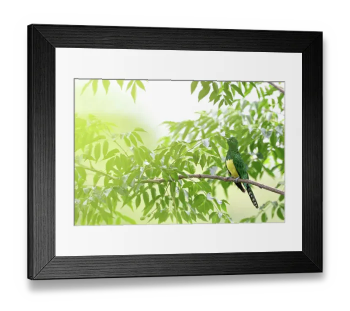 Framed Print : African emerald cuckoo (Chrysococcyx cupreus) male, perched in tree in sunlight, Lower Mpushini Conservancy, KwaZulu Natal, South Africa Framed Print : African emerald cuckoo (Chrysococcyx cupreus) male, perched in tree in sunlight, Lower Mpushini Conservancy, KwaZulu Natal, South Africa