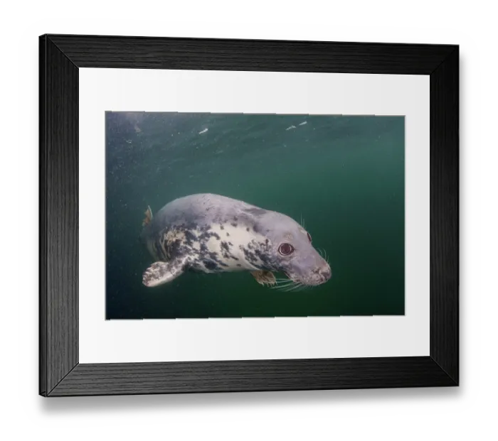Framed Print : Grey seal (Halichoerus grypus) swimming underwater, Shetland Isles, Scotland, UK, Atlantic Ocean Framed Print : Grey seal (Halichoerus grypus) swimming underwater, Shetland Isles, Scotland, UK, Atlantic Ocean