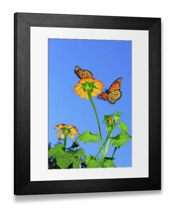 Framed Print : Monarch butterflies (Danaus plexippus) attracted to Mexican sunflowers (Tithonia sp.) in a garden, Woodstock, New York, USA. September Framed Print : Monarch butterflies (Danaus plexippus) attracted to Mexican sunflowers (Tithonia sp.) in a garden, Woodstock, New York, USA. September
