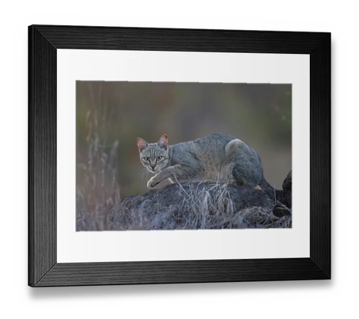 Framed Print : African wildcat (Felis lybica) resting on a rock, Kruger National Park, South Africa Framed Print : African wildcat (Felis lybica) resting on a rock, Kruger National Park, South Africa