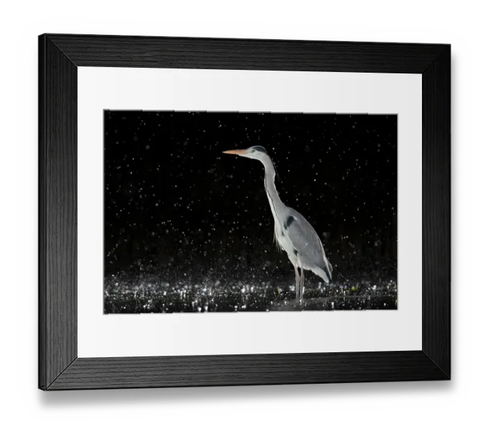 Framed Print : Grey heron (Ardea cinerea) standing in pond at night in the rain, near Bourne, Lincolnshire, UK. January Framed Print : Grey heron (Ardea cinerea) standing in pond at night in the rain, near Bourne, Lincolnshire, UK. January